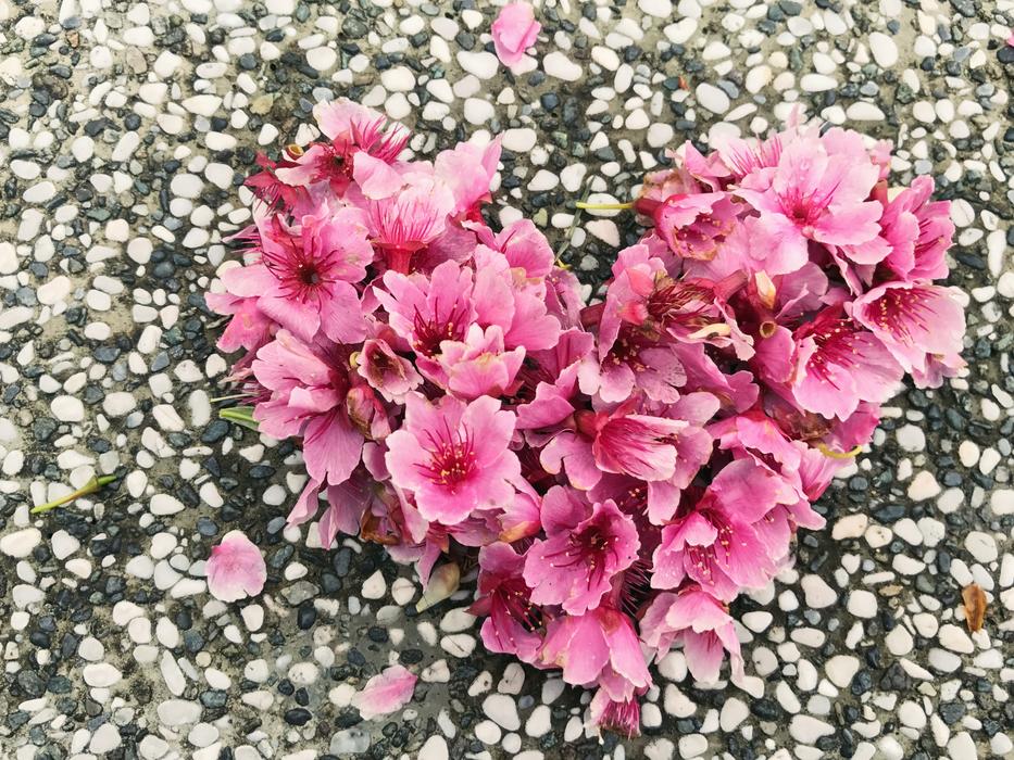 Cherry petals heart