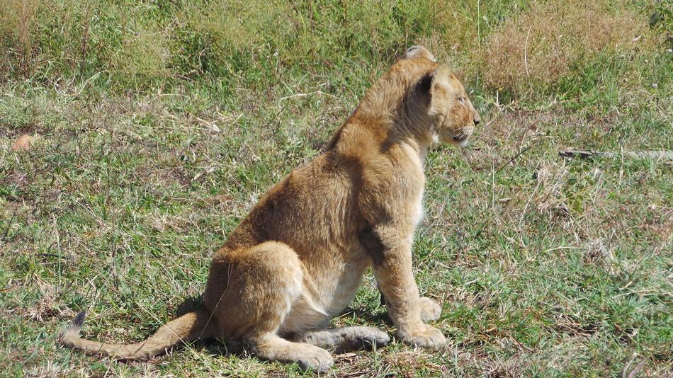 Lionet Africa