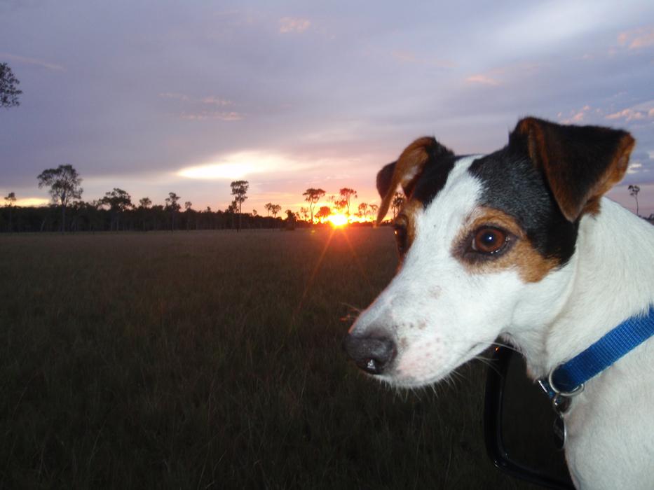 Chucky Jack Russell Rush
