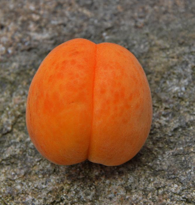 Apricot Ripe Fruit