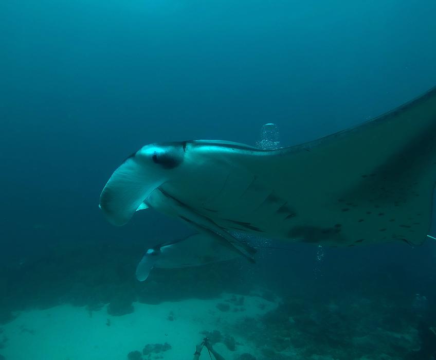 Maldives Manta Rays Diving
