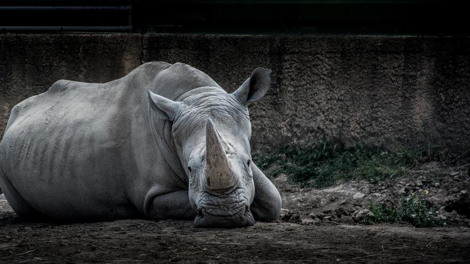 Animal Zoo Nature