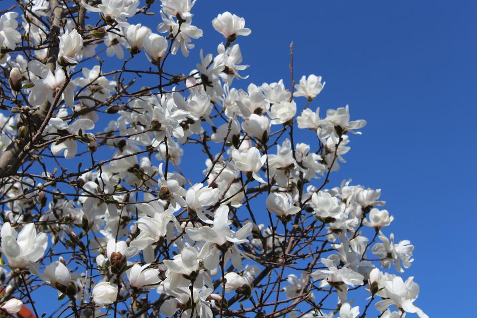 White Blue Sky Flowers