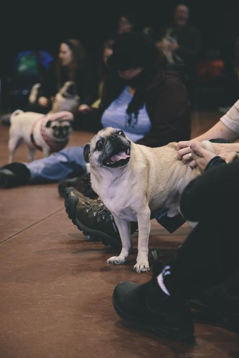 Pug Dog Animals