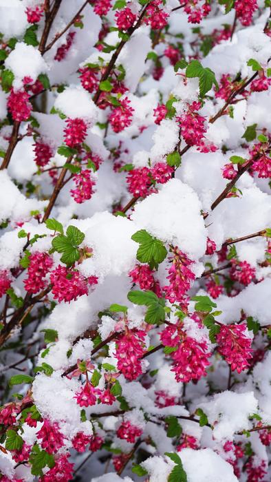 Winter Spring Flowers