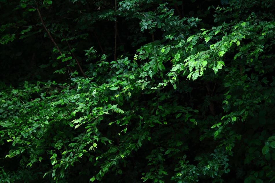 green grass with leaves in the forest