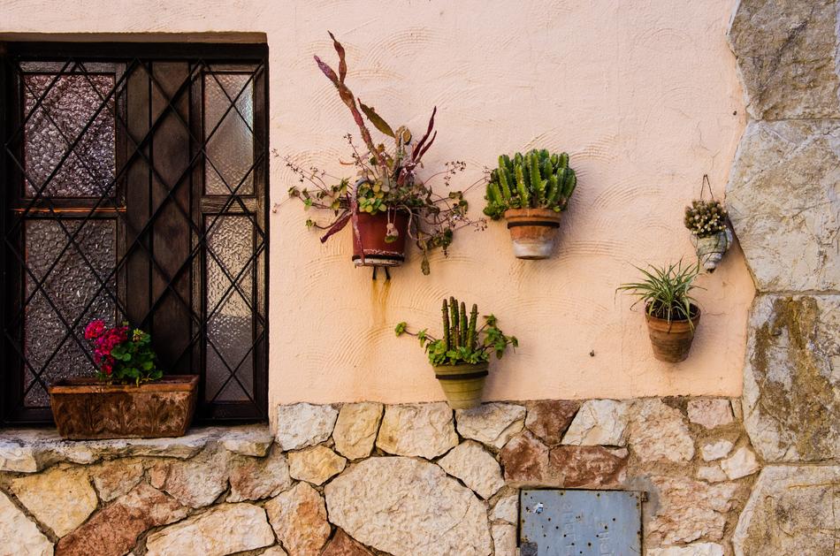 Window Cactus flowers