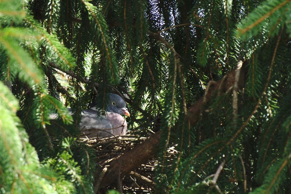 pigeon in a nest hiding among the trees