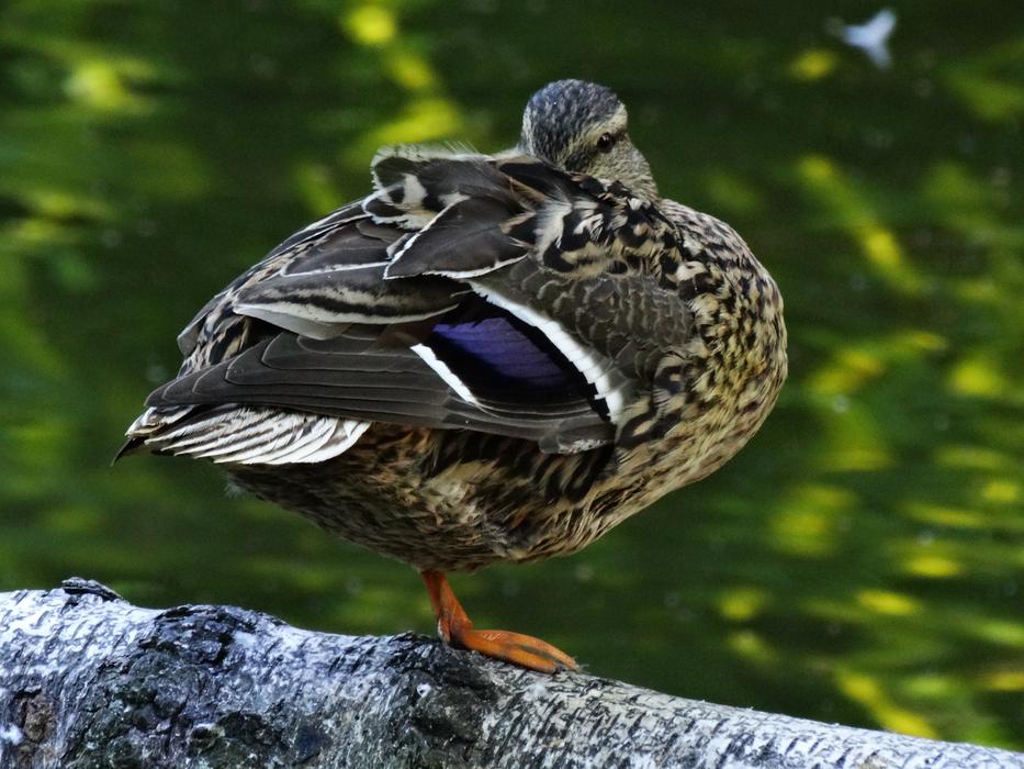 colored duck cleans feathers