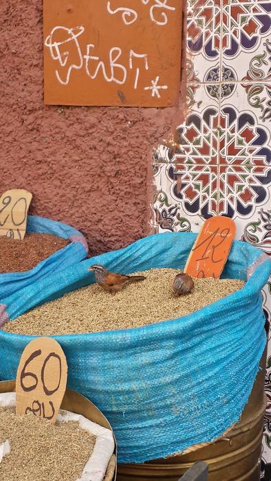 Souk Seed market