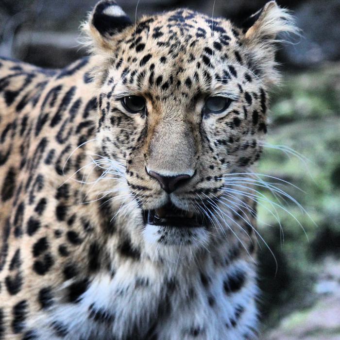 Tiger Wildlife