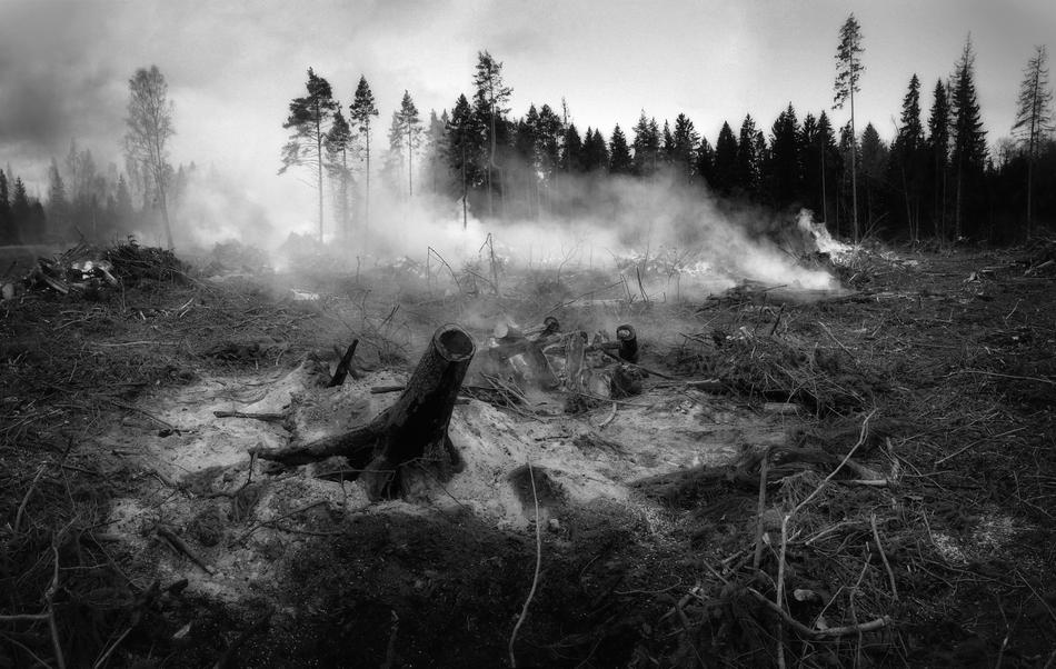 old trees burned