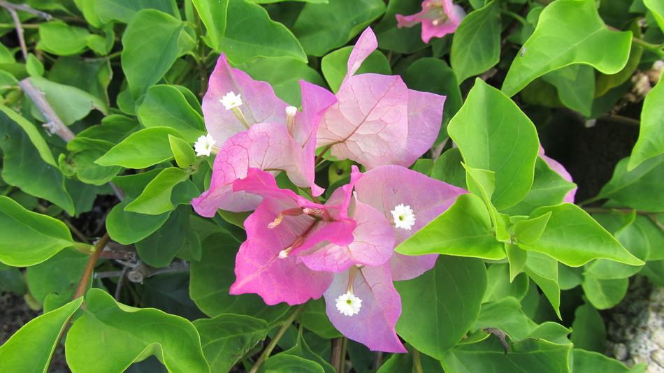 Bougainvillea Hawaii