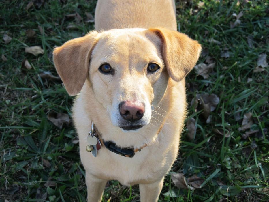 Portrait of the cute, colorful and beautiful dog in light, on the green greass