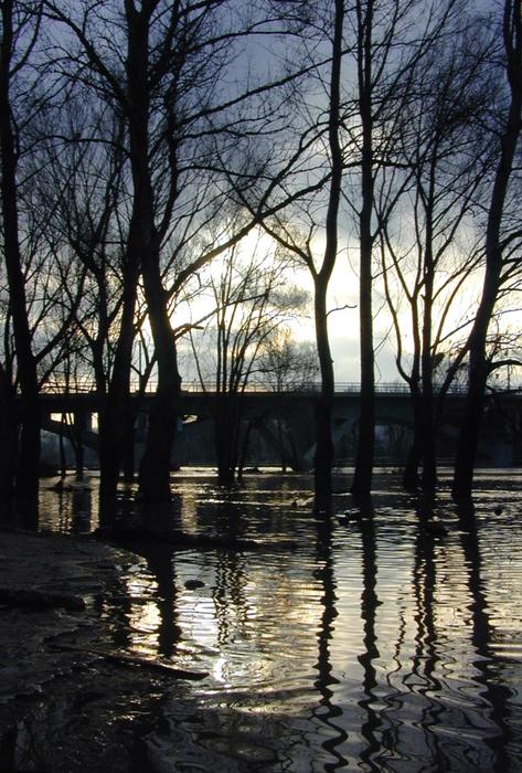 Trees Reflection Water Under