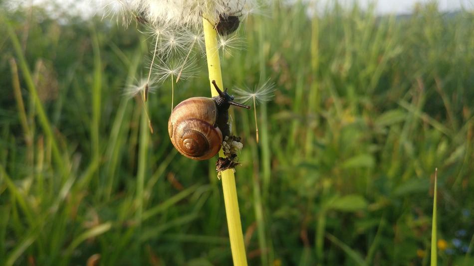 snail on a flower stem