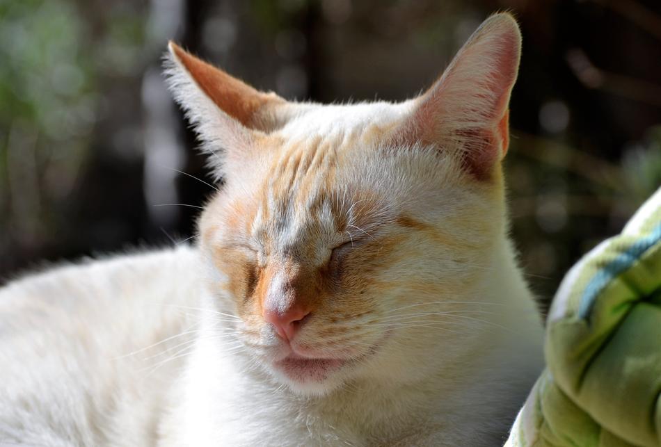 Kitten Siesta Feline