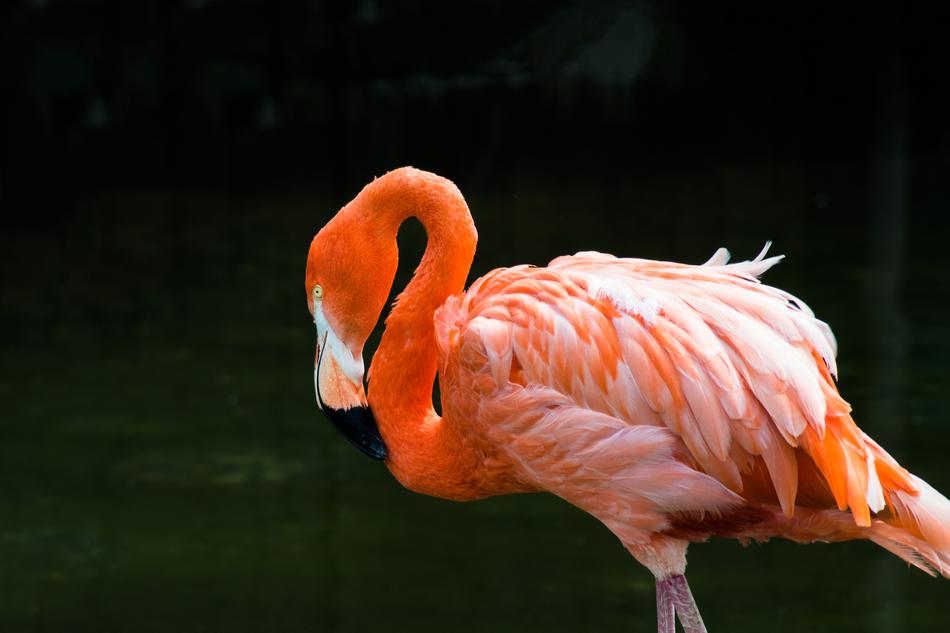 Beautiful, orange, pink and white flamingo in light, at black background