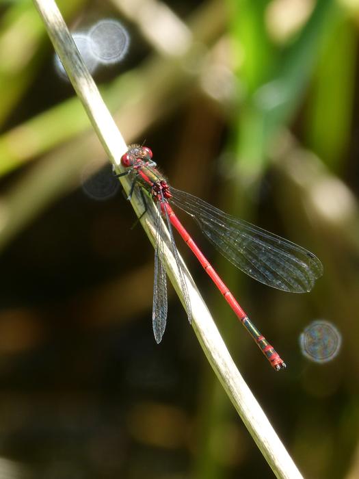 dragonfly on a branch in the grass