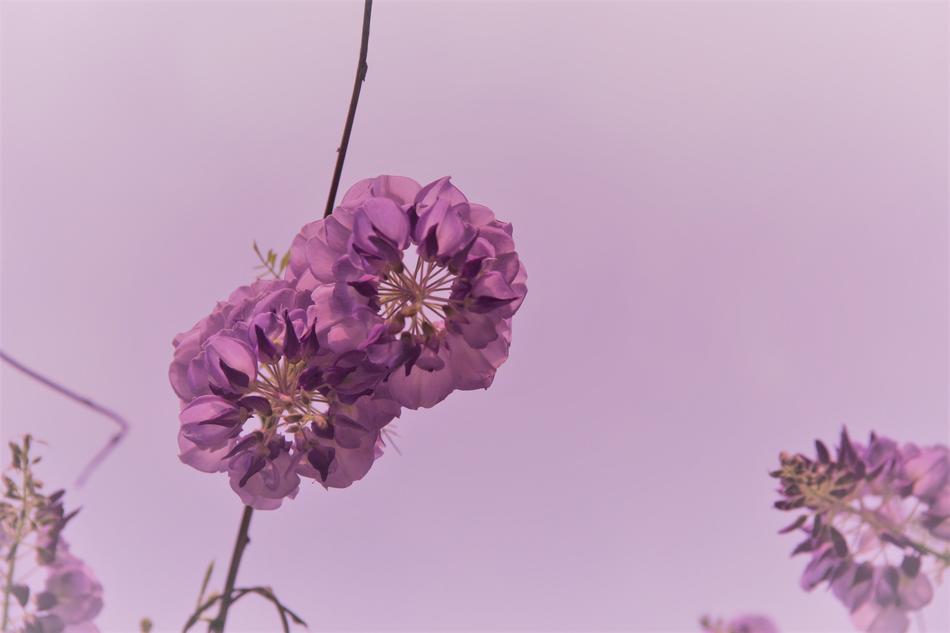 Flowers Point Purple