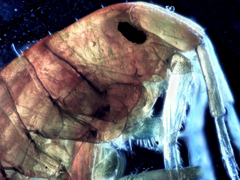 bug under a microscope