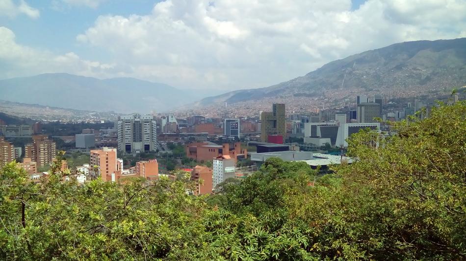green trees against the background of a modern city