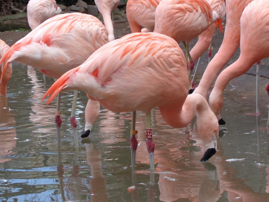 Flamingo Birds