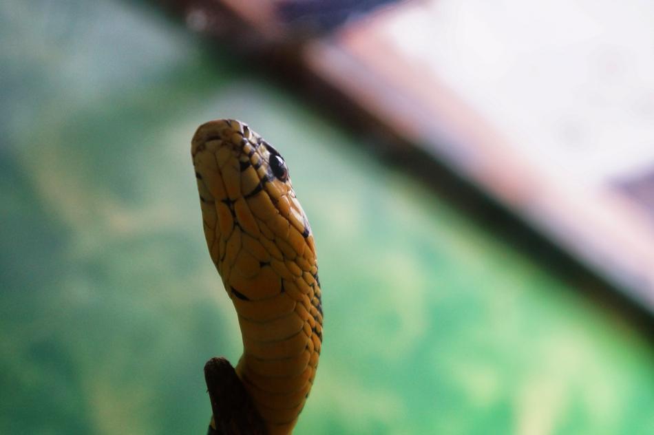 Yellow cute snake closeup