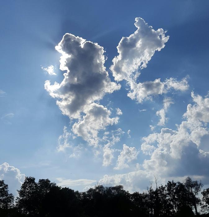 cloudy weather over the forest