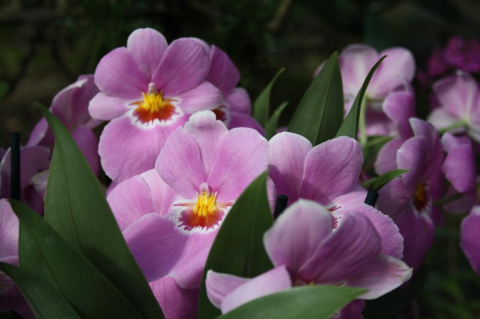 Orchids Orchid Tropical Flowers