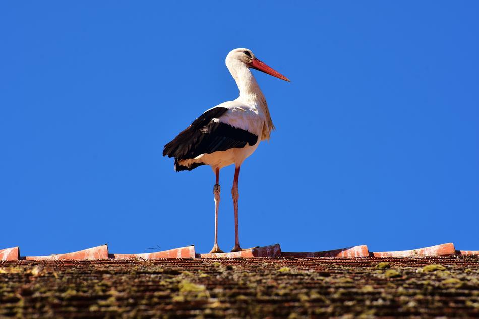 Stork Bird Flying