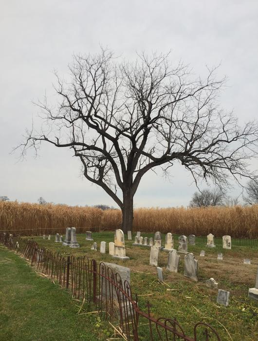 Cemetery Tree October