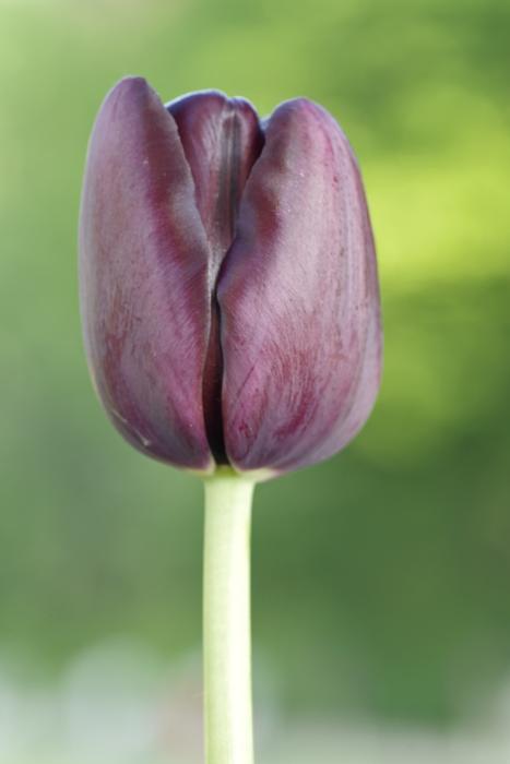 Tulip Black Maroon
