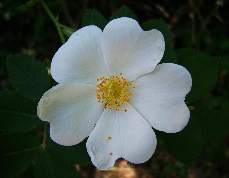 Rose White-Flowered Garden