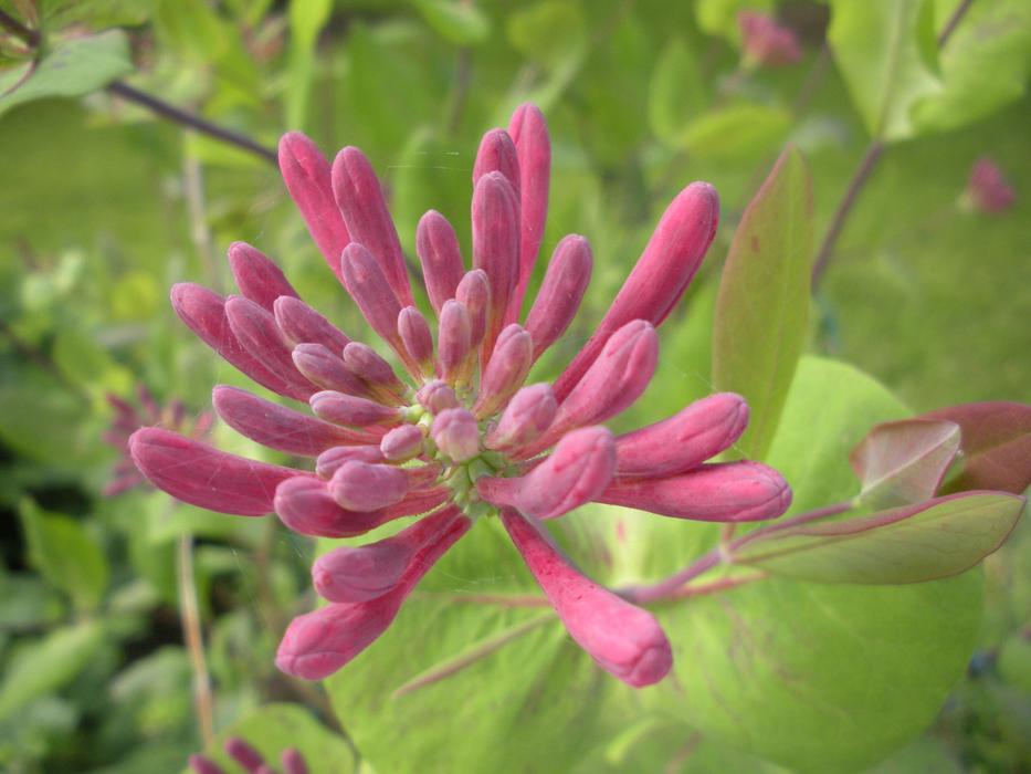 pink flowers view