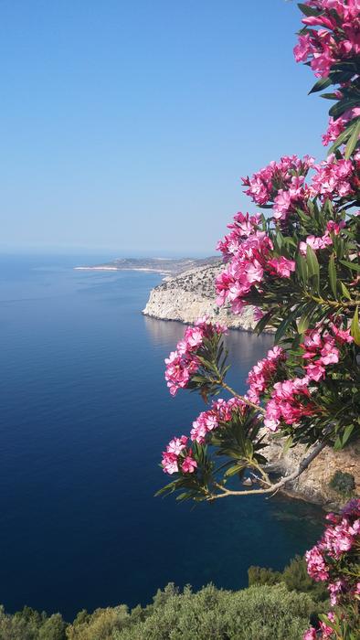 sea view with flowers