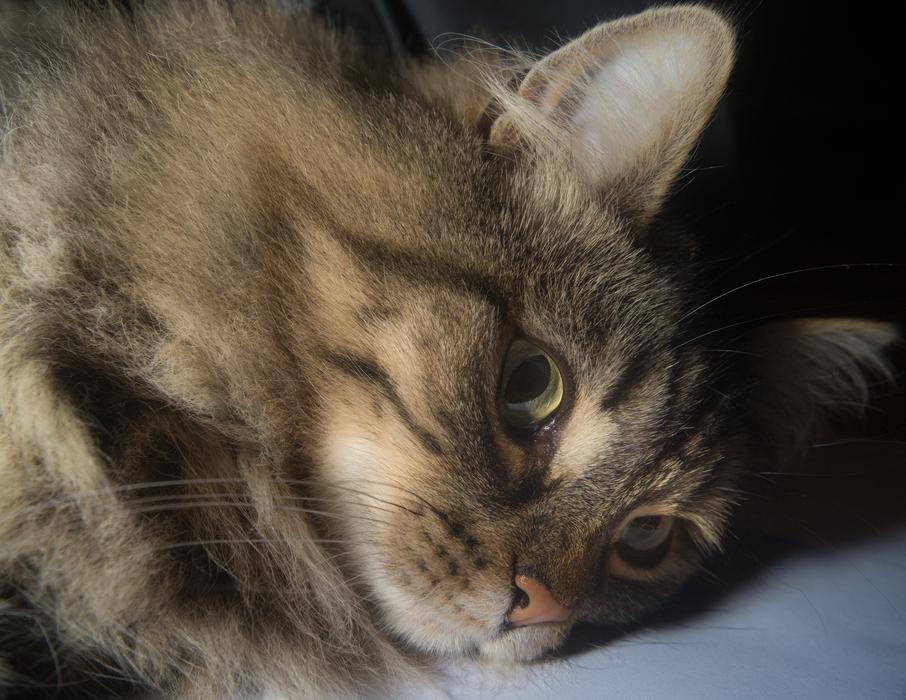 Cat Norwegian Forest Cat'S