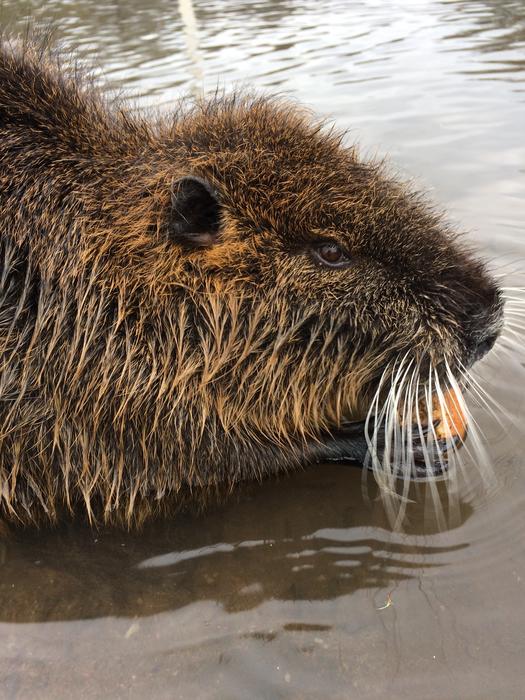a wet beaver in the river with a mustache