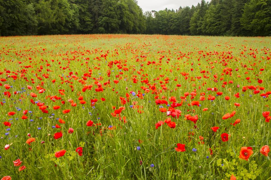 Poppy Field Of Poppies Meadow