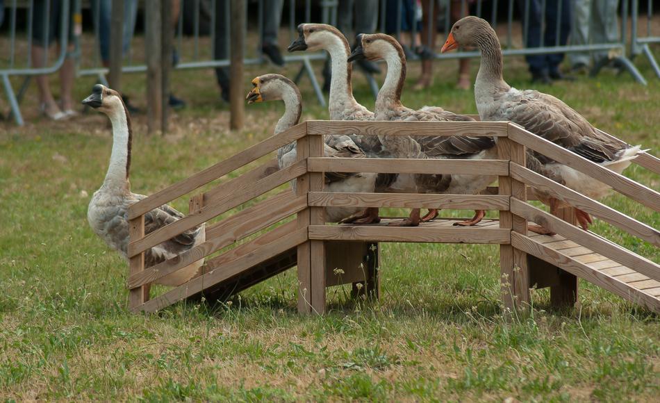 Geese Poultry Backyard