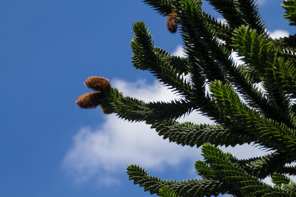 green aromatic tree against the sky