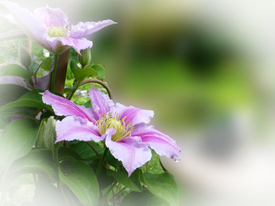 Clematis Climber Plant