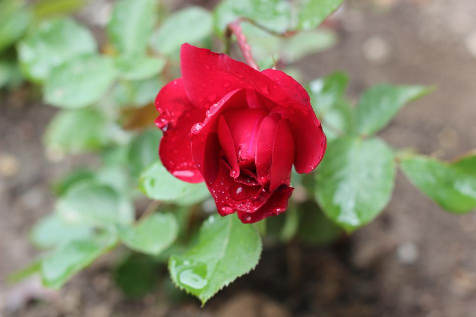 Red Rose After Rain Drops