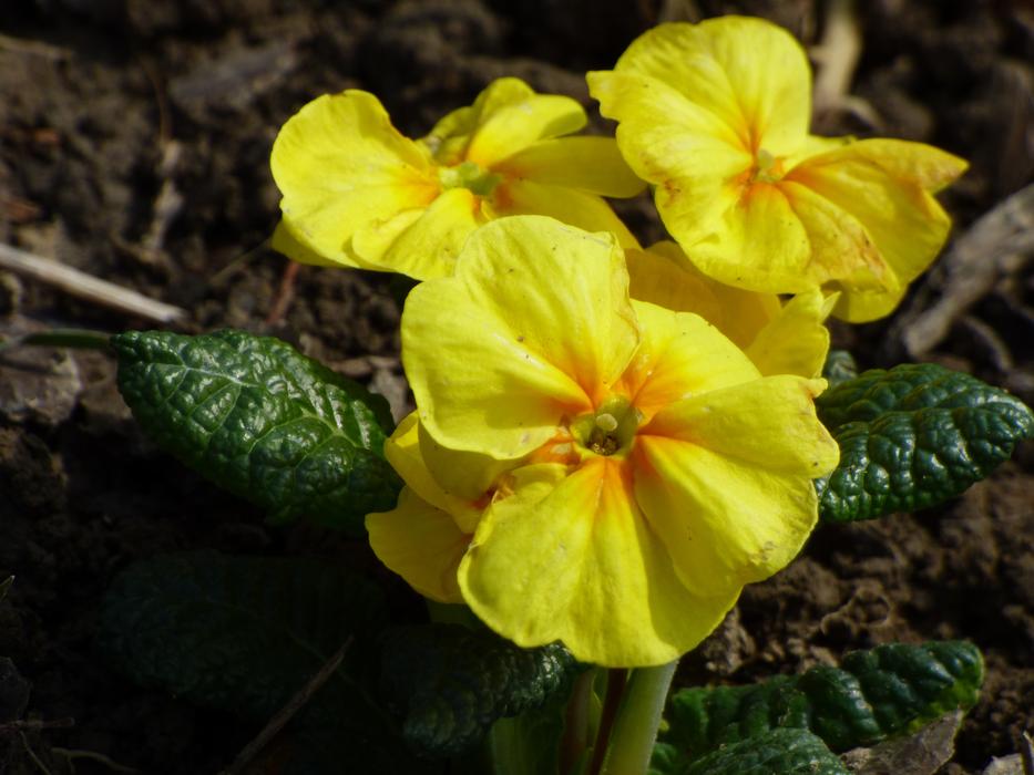 yellow cucumber flowers