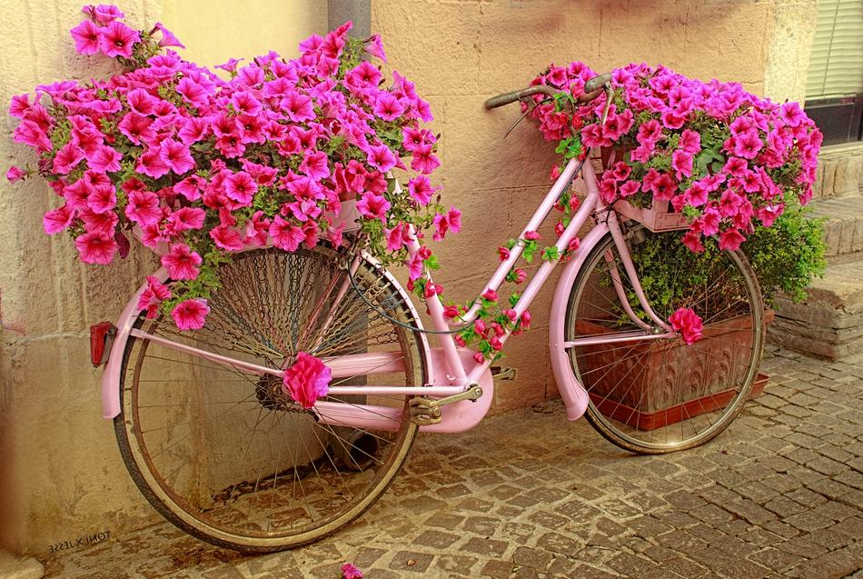 Bicycle Flowers Rosa macro