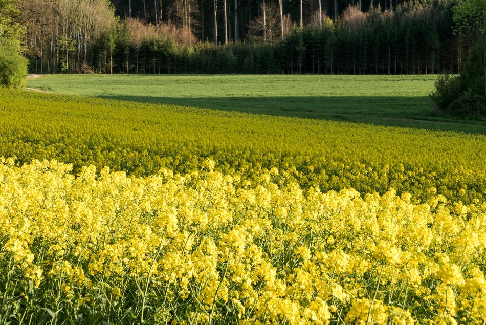 beautiful field with yellow flowers