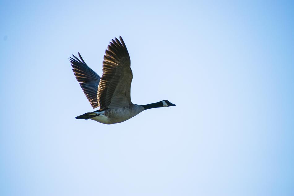 Canadian Goose In Flight