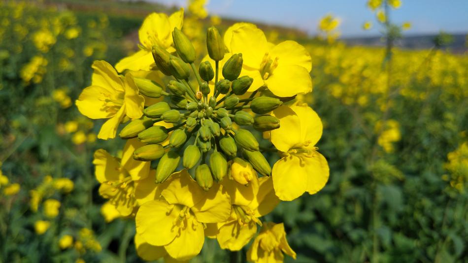 Cauliflower Grassland