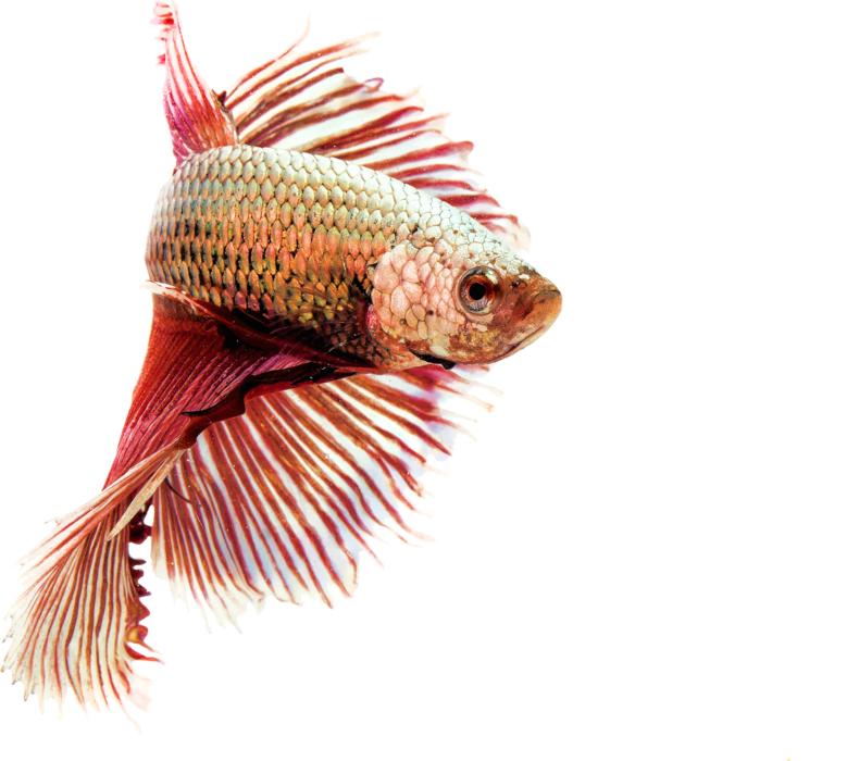 Isolated Fighting Fish Red