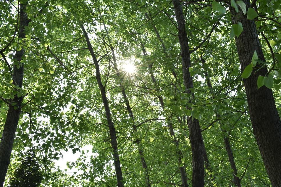 Green Shade The Leaves